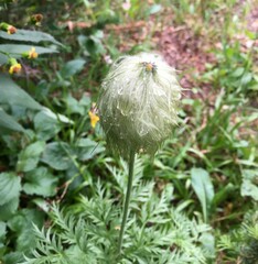 Pulsatilla occidentalis