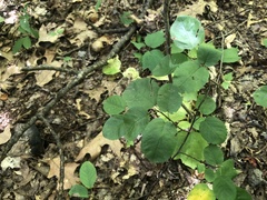 Amelanchier spicata