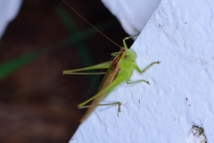 Conocephalus fasciatus