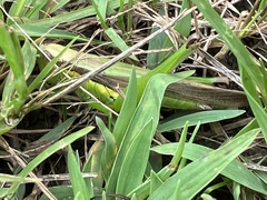 Oxya japonica