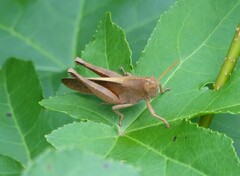 Schistocerca damnifica