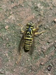 Spilomyia longicornis