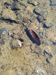 Unionoidea