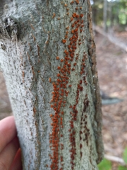 Amphilogia gyrosa