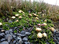 Baccharis