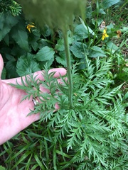 Pulsatilla occidentalis