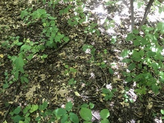 Amelanchier spicata