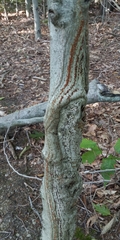 Amphilogia gyrosa