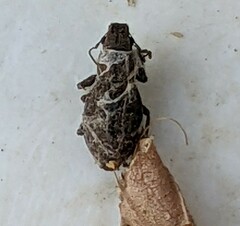 Pantomorus cervinus