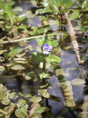 Bacopa caroliniana
