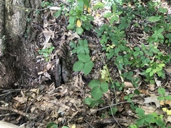 Rubus baileyanus