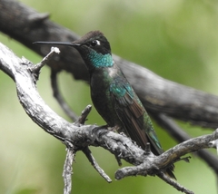 Eugenes fulgens