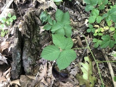 Rubus baileyanus
