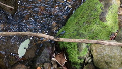 Psolodesmus mandarinus mandarinus
