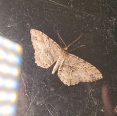 Melanolophia signataria
