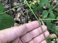 Rubus baileyanus