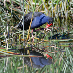 Porphyrio melanotus