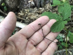 Rubus baileyanus