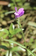 Justicia angusta