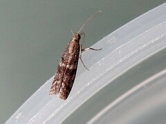 Ephestiopsis oenobarella