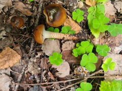 Cortinarius trivialis