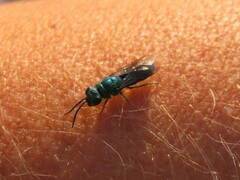 Chrysididae