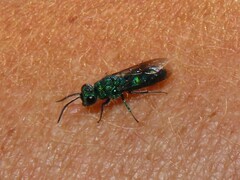 Chrysididae