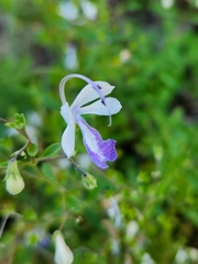 Trichostema arizonicum
