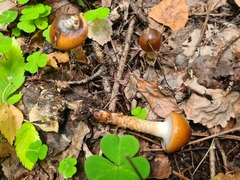Cortinarius trivialis