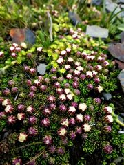 Baccharis