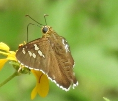 Apyrrothrix araxes