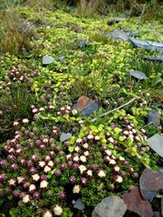 Baccharis