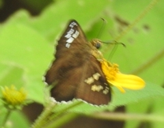 Apyrrothrix araxes