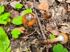 Cortinarius trivialis