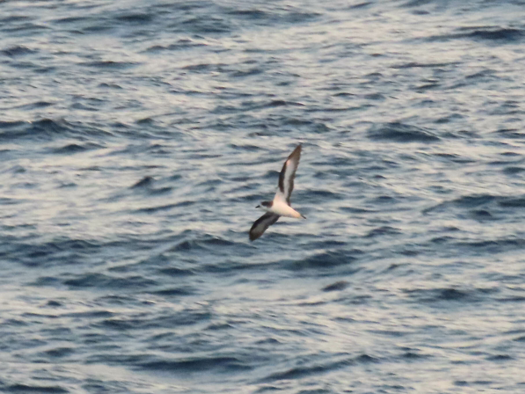 Bermuda Petrel illustration