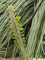 Alluaudia procera