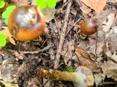 Cortinarius trivialis