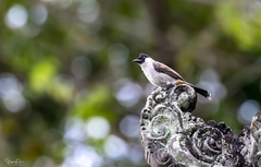 Pycnonotus aurigaster