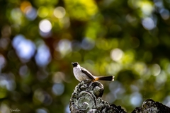 Pycnonotus aurigaster