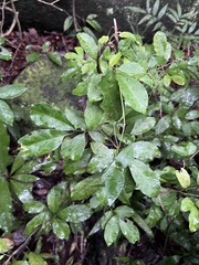 Glycosmis parviflora