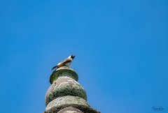 Pycnonotus aurigaster