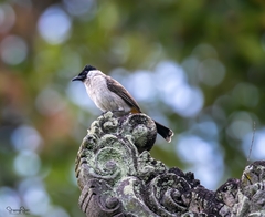 Pycnonotus aurigaster