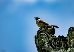 Pycnonotus aurigaster