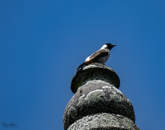 Pycnonotus aurigaster