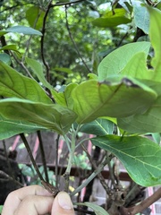 Lindera megaphylla
