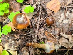 Cortinarius trivialis