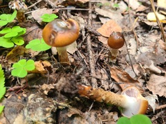 Cortinarius trivialis