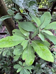 Lindera megaphylla