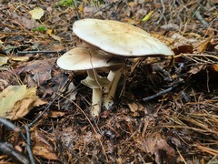 Agaricus sylvicola