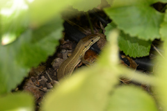 Takydromus tachydromoides
